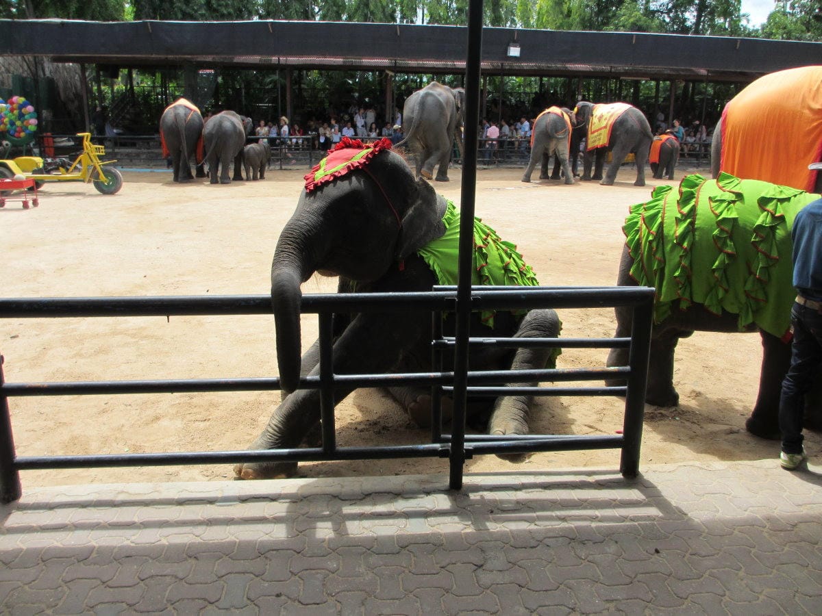 東芭樂園(民俗傳統表演+大象表演)~泰國我來也(6)
