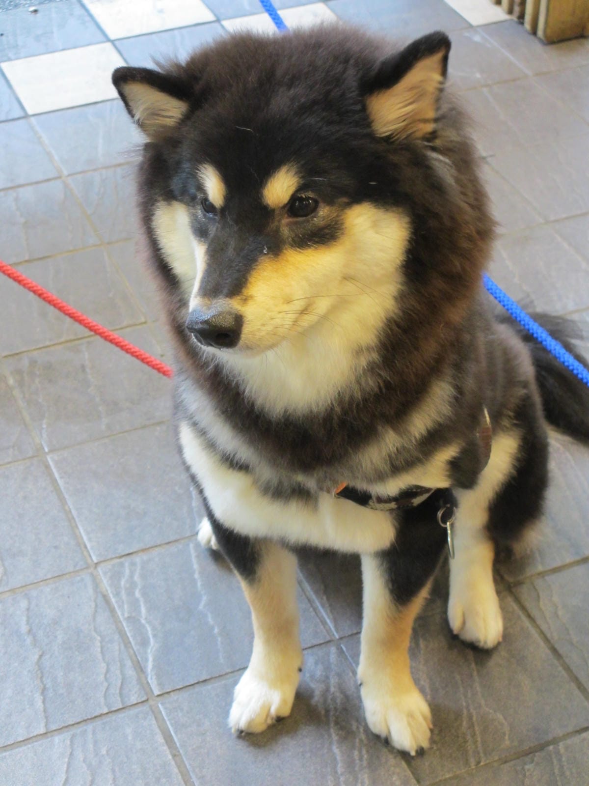 IMG_8977.JPG IMG_8977.JPG