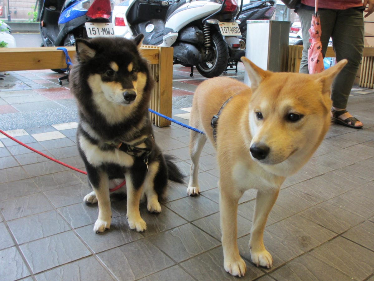 IMG_8976.JPG IMG_8976.JPG