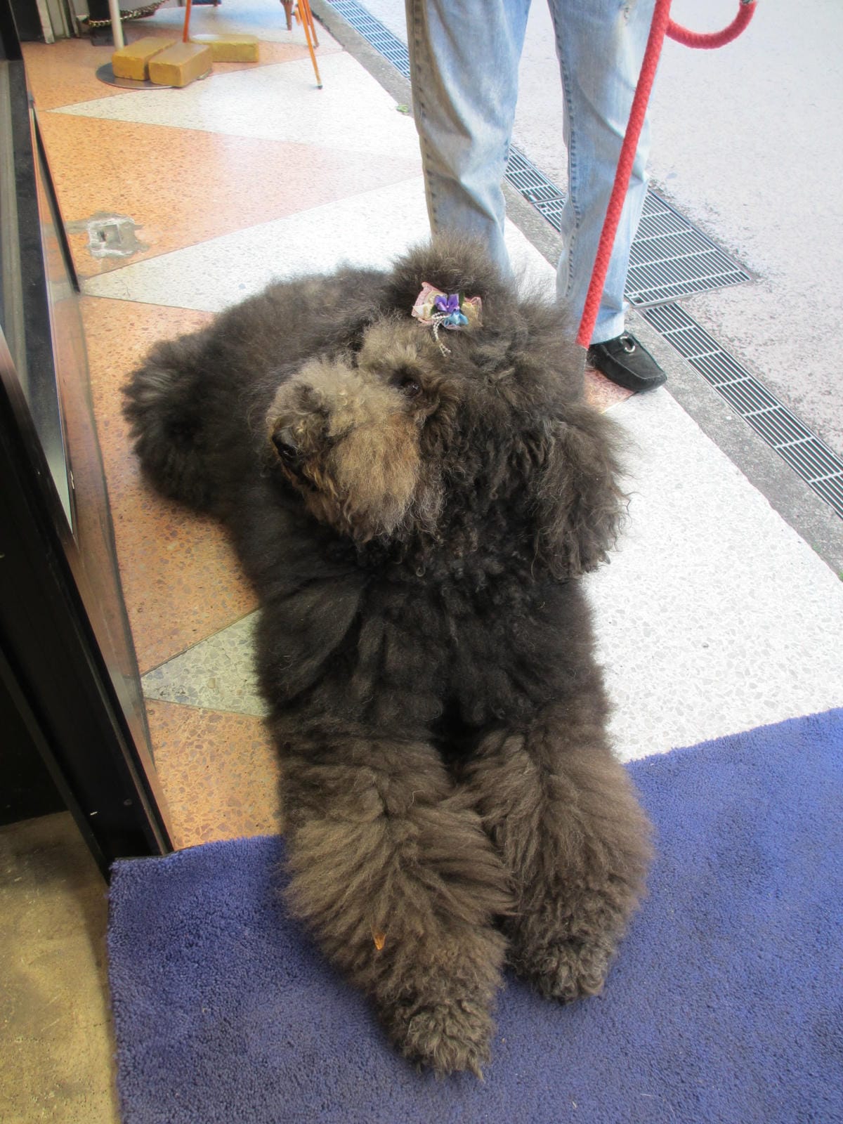 IMG_1371.JPG IMG_1371.JPG