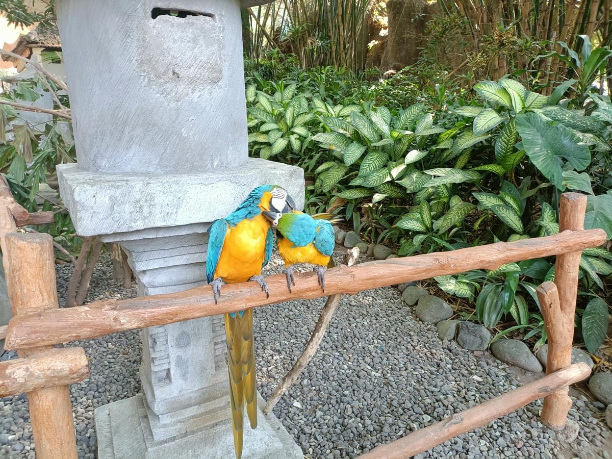 2023峇里島|Bali safari and marine 2023峇里島|Bali safari and marine