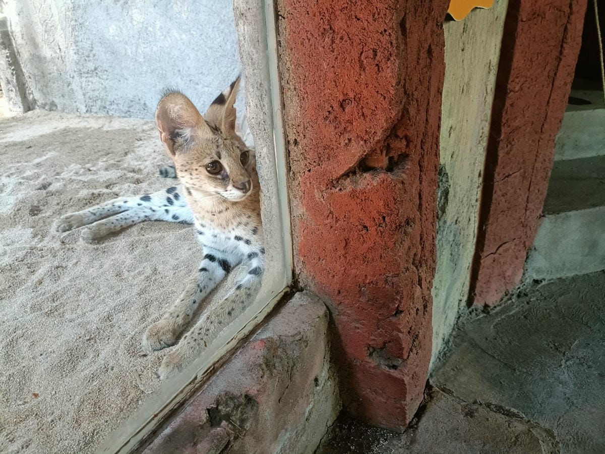 2023峇里島|Bali safari and marine 2023峇里島|Bali safari and marine