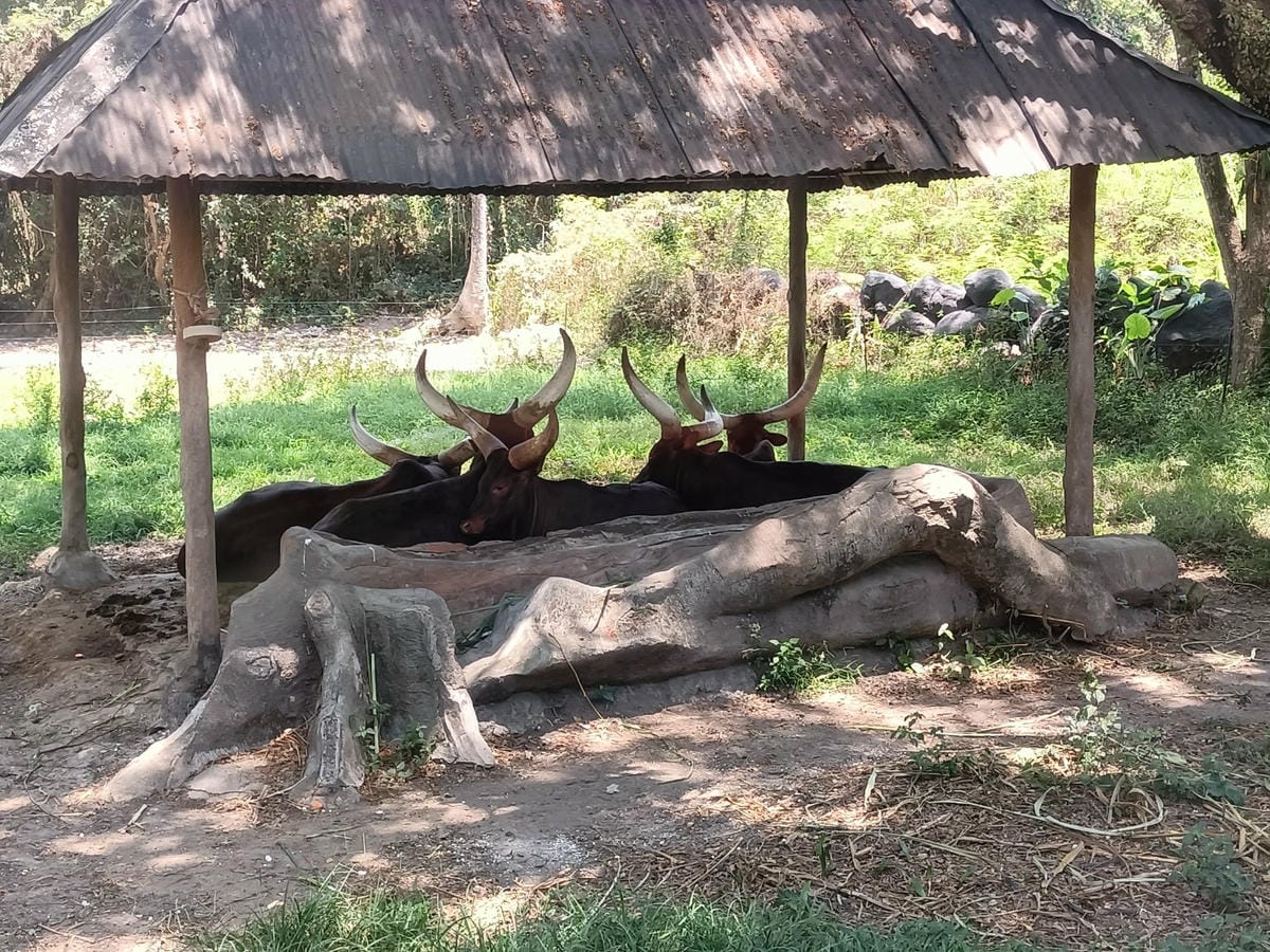 2023峇里島|Bali safari and marine 2023峇里島|Bali safari and marine