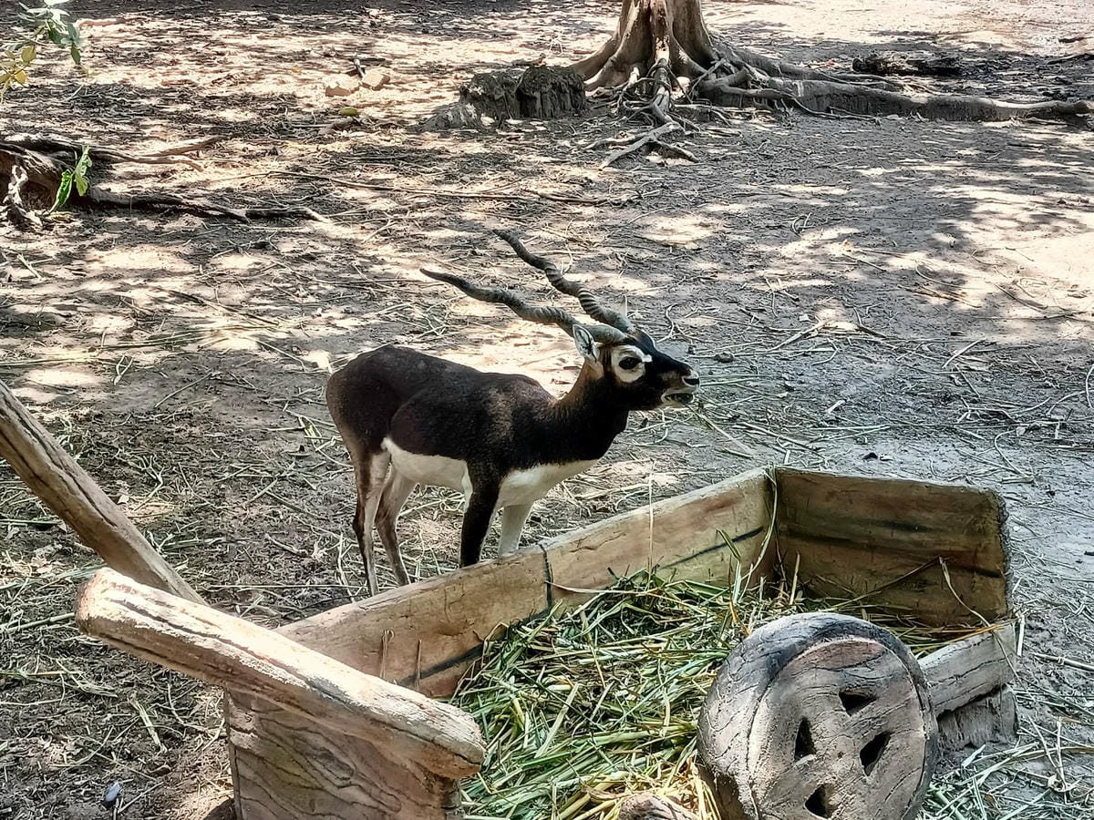 2023峇里島|Bali safari and marine 2023峇里島|Bali safari and marine