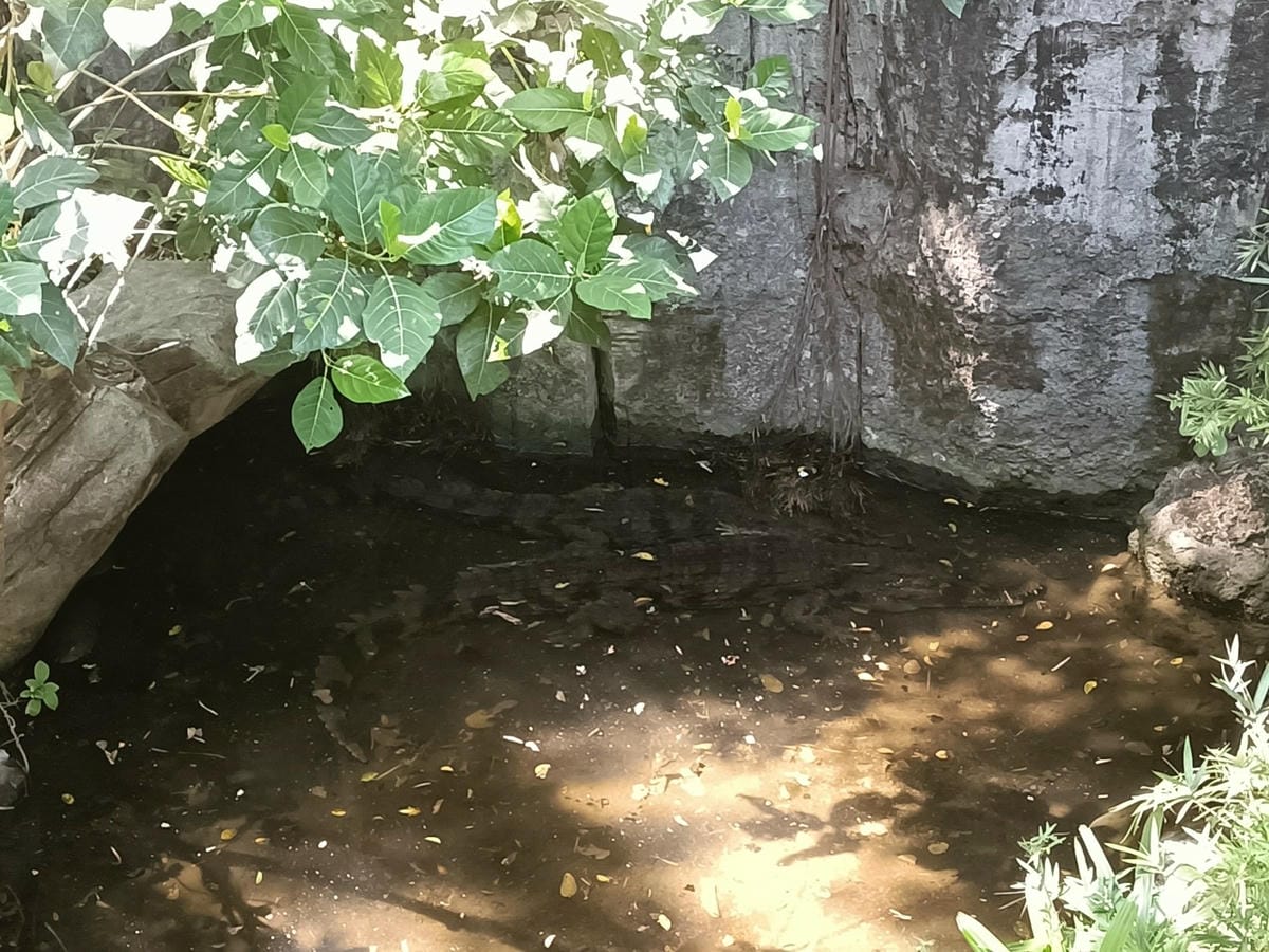 2023峇里島|Bali safari and marine 2023峇里島|Bali safari and marine