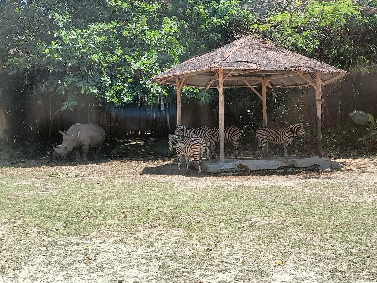 2023峇里島|Bali safari and marine 2023峇里島|Bali safari and marine