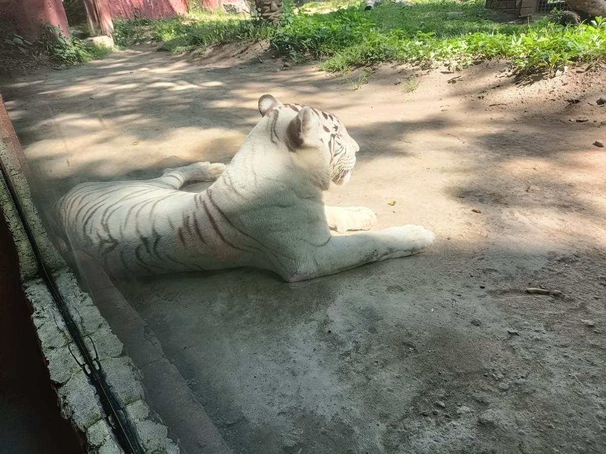 2023峇里島|Bali safari and marine 2023峇里島|Bali safari and marine