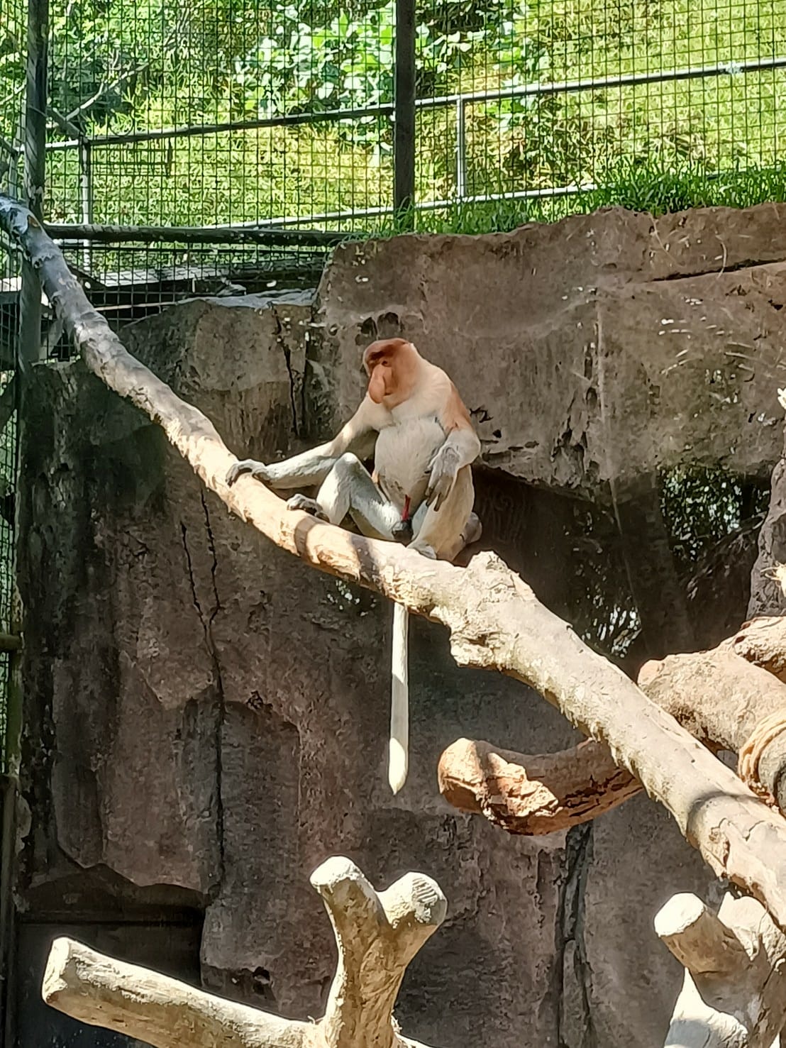 2023峇里島|Bali safari and marine 2023峇里島|Bali safari and marine