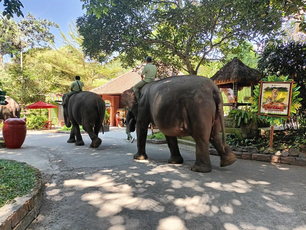 2023峇里島|Bali safari and marine 2023峇里島|Bali safari and marine