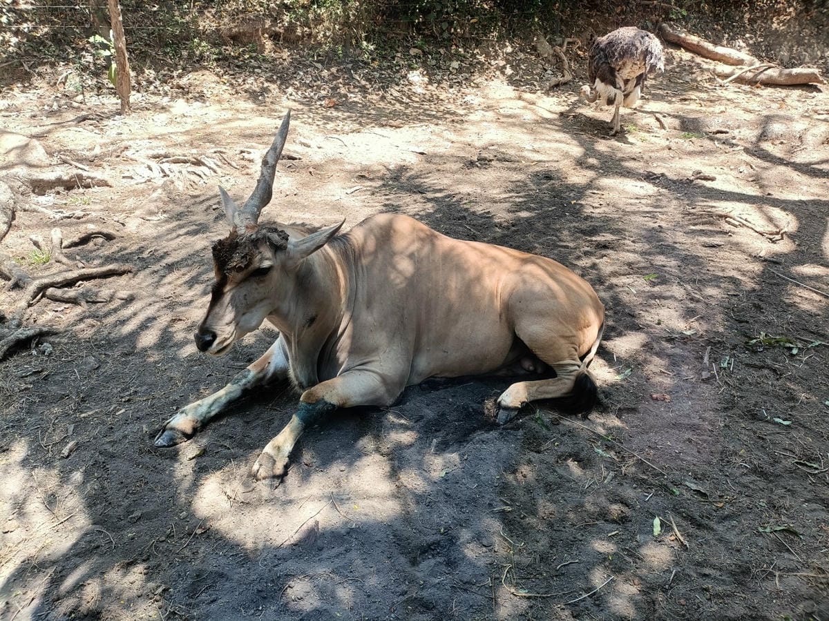 2023峇里島|Bali safari and marine 2023峇里島|Bali safari and marine