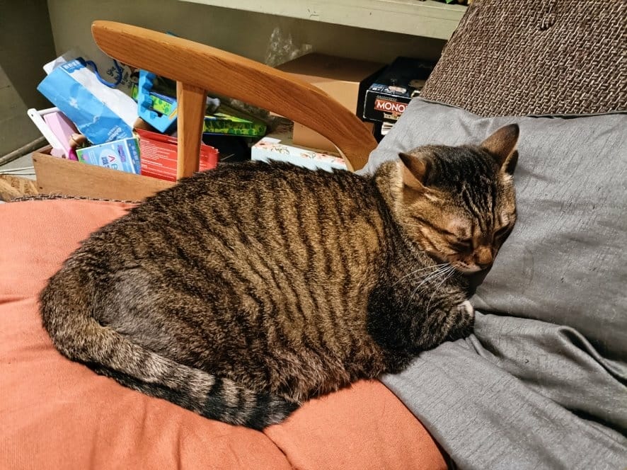 台北東門捷運站咖啡廳|小食糖-SUGARbISTRO老宅咖啡