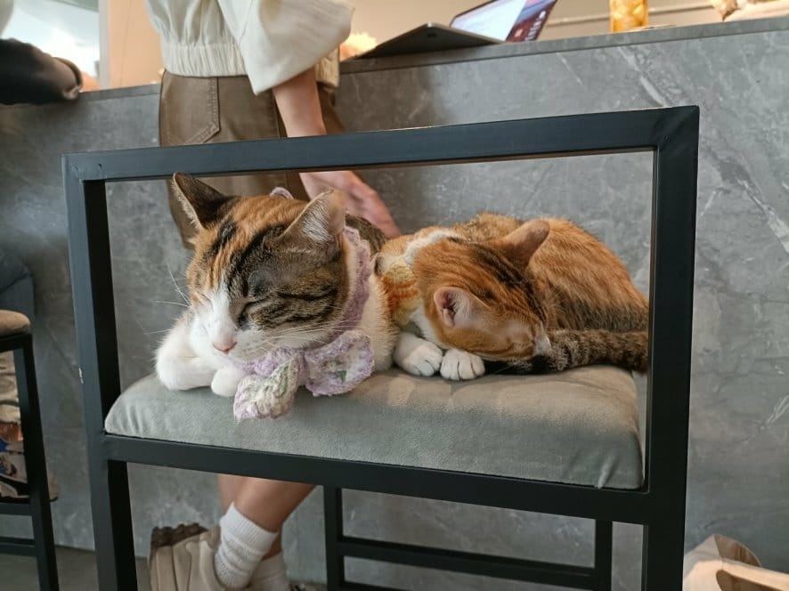 ABOUT H Coffee 貓咪咖啡廳，提供貓迷必來擼貓還