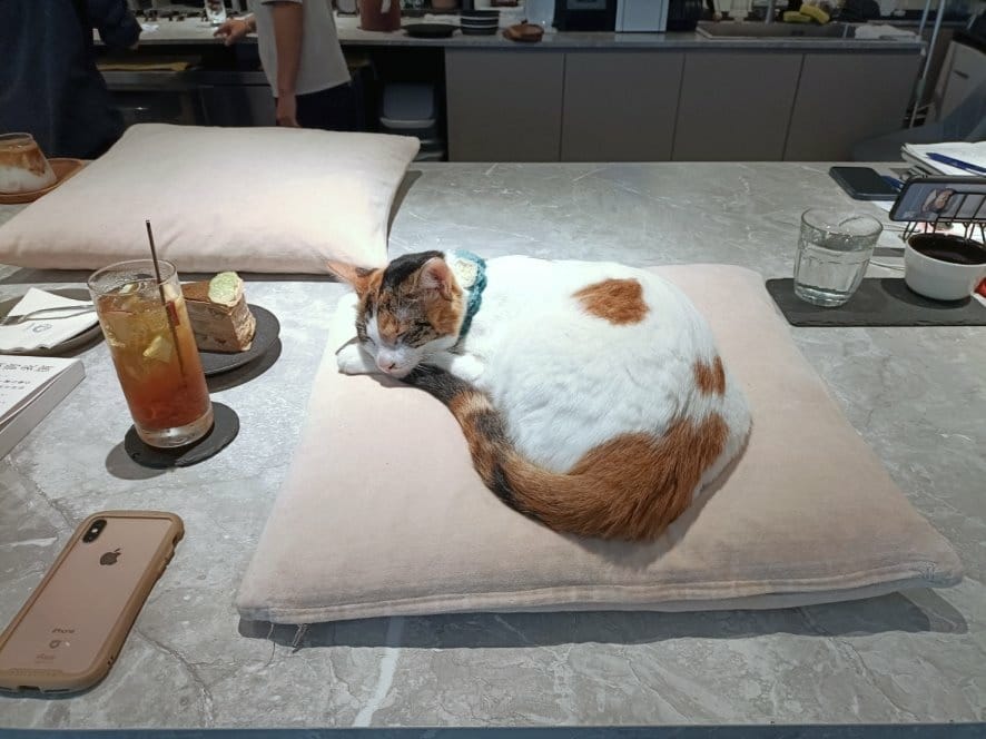 ABOUT H Coffee 貓咪咖啡廳，提供貓迷必來擼貓還