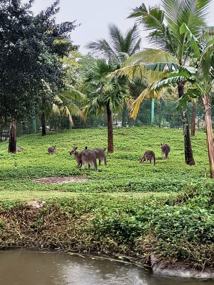 2024越南峴港|會安珍珠樂園~亞洲唯一水上野生動物園、文化