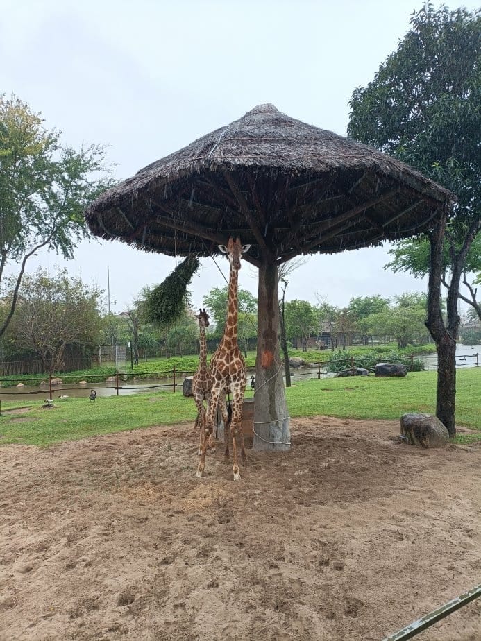 2024越南峴港|會安珍珠樂園~亞洲唯一水上野生動物園、文化