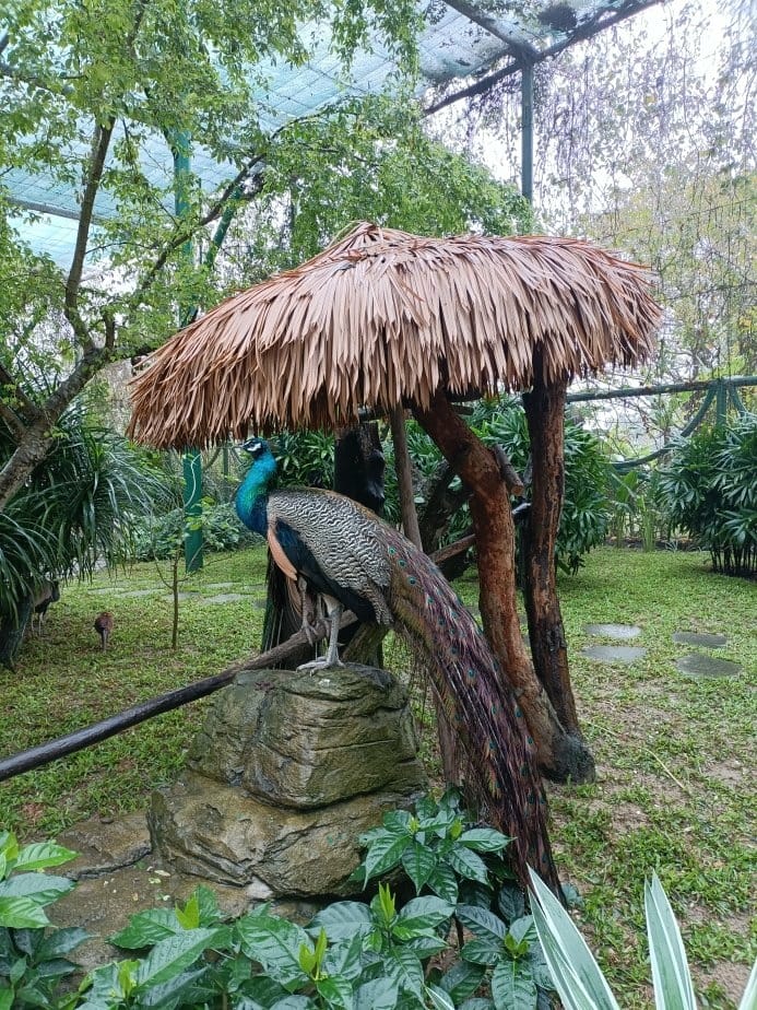 2024越南峴港|會安珍珠樂園~亞洲唯一水上野生動物園、文化