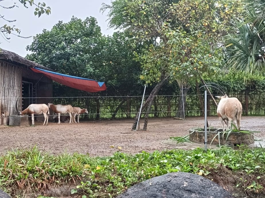 2024越南峴港|會安珍珠樂園~亞洲唯一水上野生動物園、文化