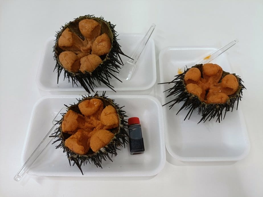 2024東京北海道|はやぶさはやぶさ-新幹線E5系列，從東京