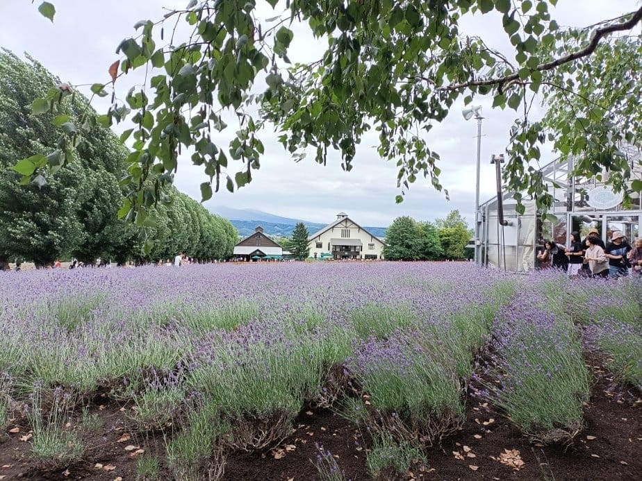 2024東京北海道|富田農場看薰衣草~哈蜜瓜麵包必吃!不吃肯 2024東京北海道|富田農場看薰衣草~哈蜜瓜麵包必吃!不吃肯