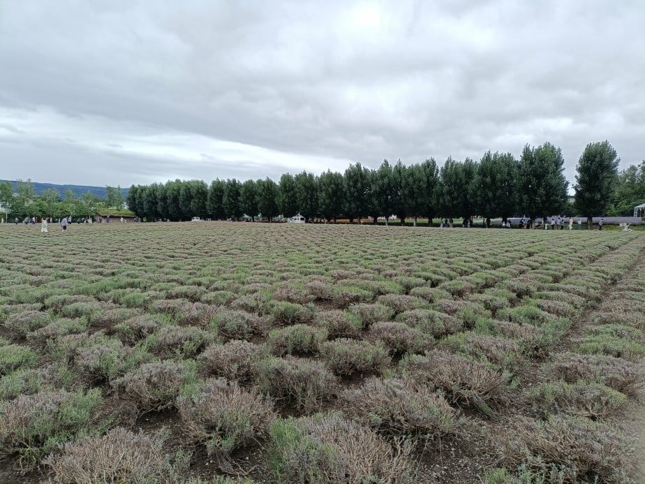 2024東京北海道|富田農場看薰衣草~哈蜜瓜麵包必吃!不吃肯 2024東京北海道|富田農場看薰衣草~哈蜜瓜麵包必吃!不吃肯