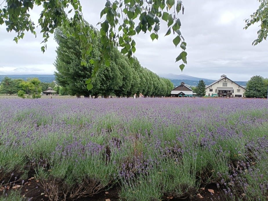 2024東京北海道|富田農場看薰衣草~哈蜜瓜麵包必吃!不吃肯 2024東京北海道|富田農場看薰衣草~哈蜜瓜麵包必吃!不吃肯