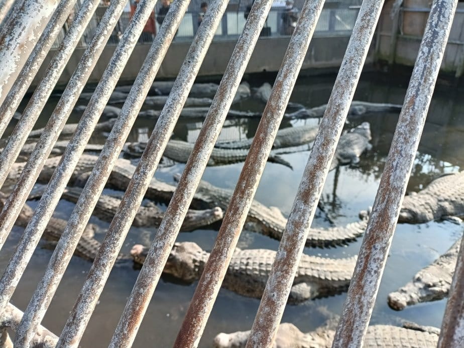 2025九州自由行|別府地獄之旅~灶地獄最熱鬧必吃醬油布丁、 2025九州自由行|別府地獄之旅~灶地獄最熱鬧必吃醬油布丁、