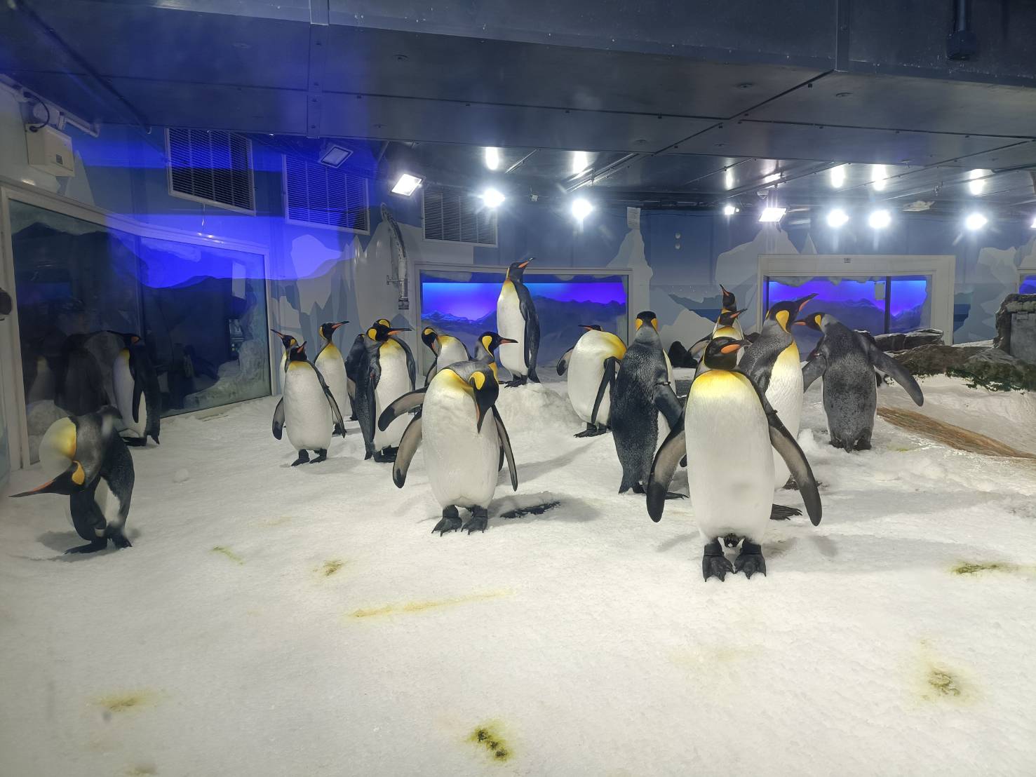 2025紐西蘭|凱莉塔頓水族館 Kelly Tarltion’s Antarctic Encounter Underwater World 可愛呆萌的企鵝、伊甸山 Mount Eden/Maungawhau 最佳觀景平台至高點!