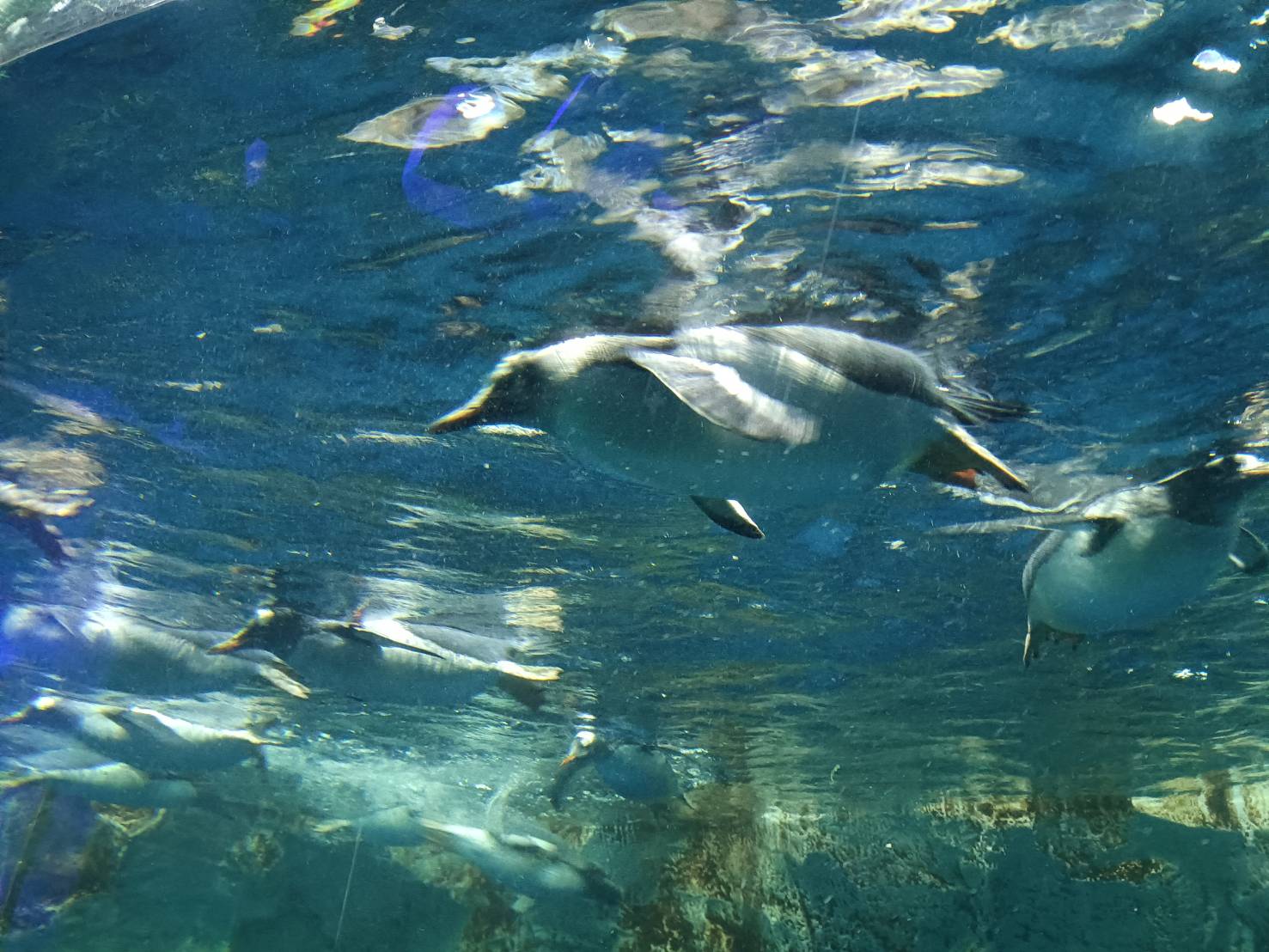 2025紐西蘭|凱莉塔頓水族館 Kelly Tarltion’s Antarctic Encounter Underwater World 可愛呆萌的企鵝、伊甸山 Mount Eden/Maungawhau 最佳觀景平台至高點!