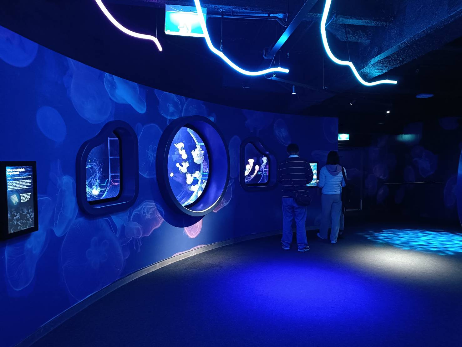 2025紐西蘭|凱莉塔頓水族館 Kelly Tarltion’s Antarctic Encounter Underwater World 可愛呆萌的企鵝、伊甸山 Mount Eden/Maungawhau 最佳觀景平台至高點!