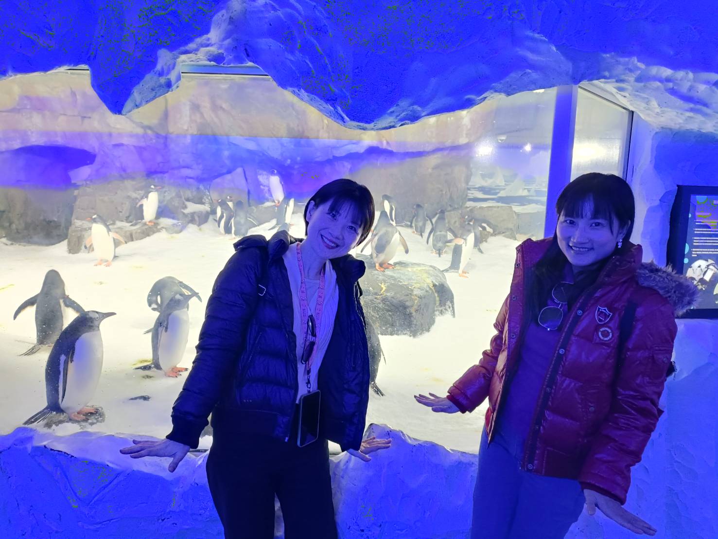 2025紐西蘭|凱莉塔頓水族館 Kelly Tarltion’s Antarctic Encounter Underwater World 可愛呆萌的企鵝、伊甸山 Mount Eden/Maungawhau 最佳觀景平台至高點!