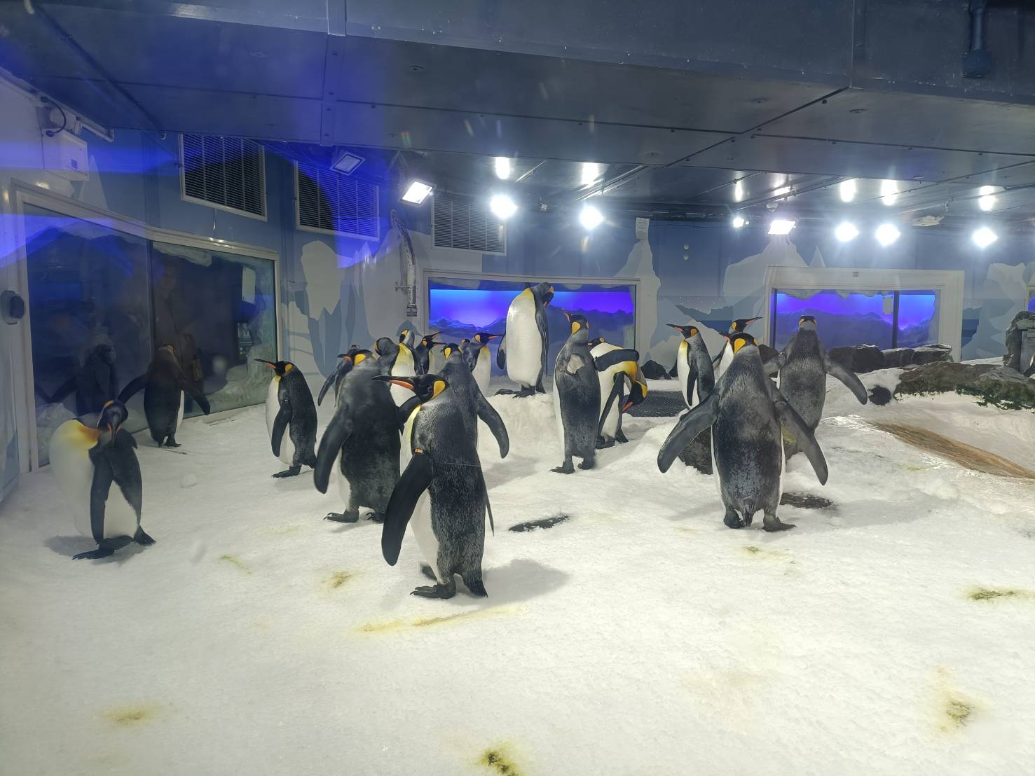 2025紐西蘭|凱莉塔頓水族館 Kelly Tarltion’s Antarctic Encounter Underwater World 可愛呆萌的企鵝、伊甸山 Mount Eden/Maungawhau 最佳觀景平台至高點!