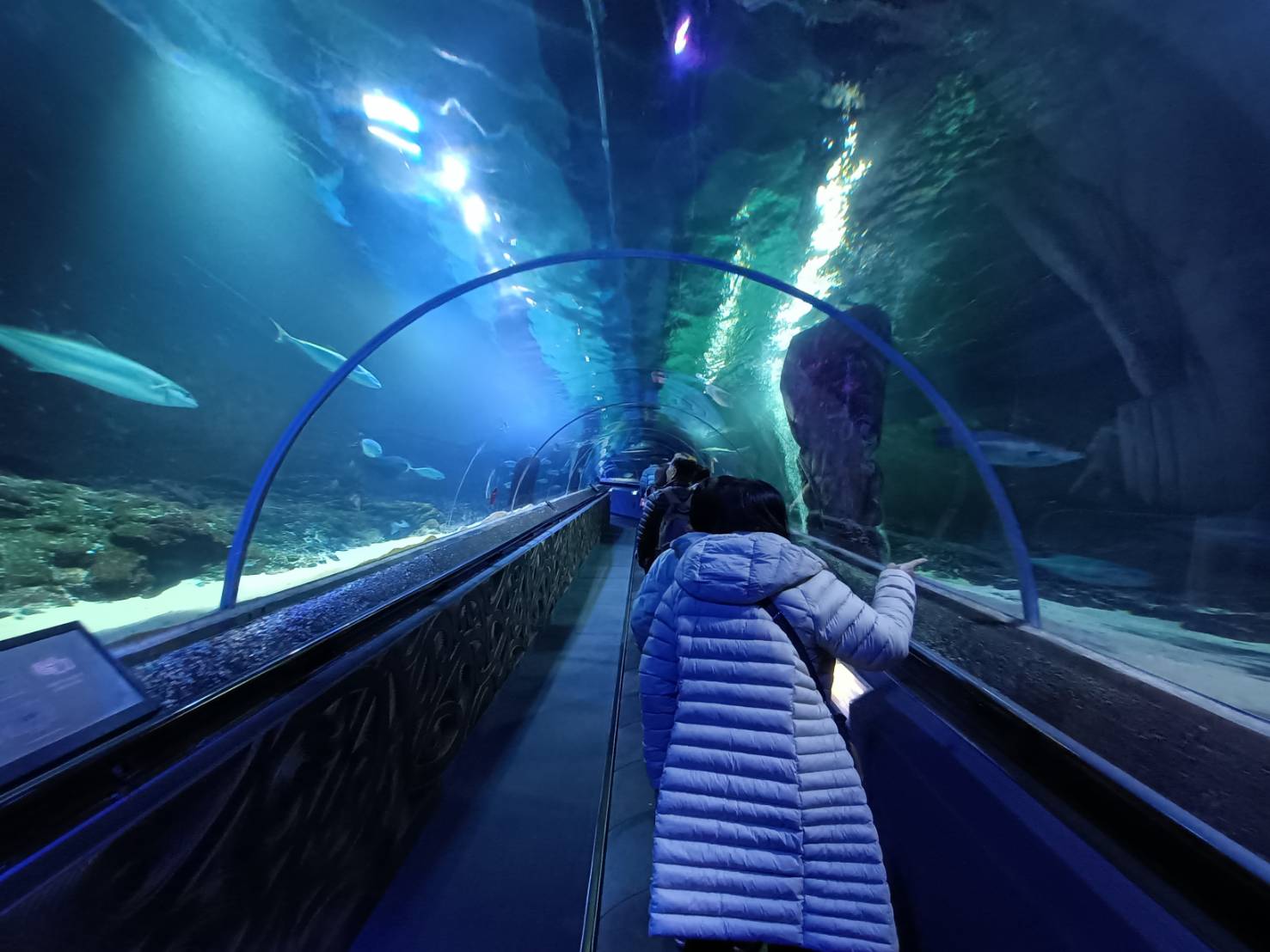2025紐西蘭|凱莉塔頓水族館 Kelly Tarltion’s Antarctic Encounter Underwater World 可愛呆萌的企鵝、伊甸山 Mount Eden/Maungawhau 最佳觀景平台至高點!