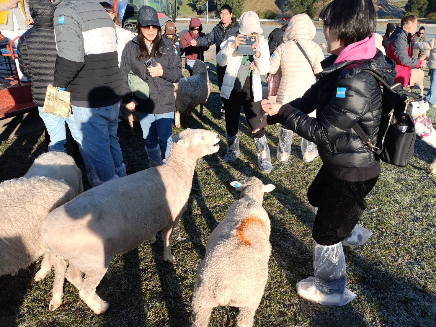 2025紐西蘭|愛歌頓皇家牧場、遊園車、奇異果園~可親手餵食、親撫摸羊咩咩、草泥馬(羊駝)，享受被包圍的幸福療癒魔法!