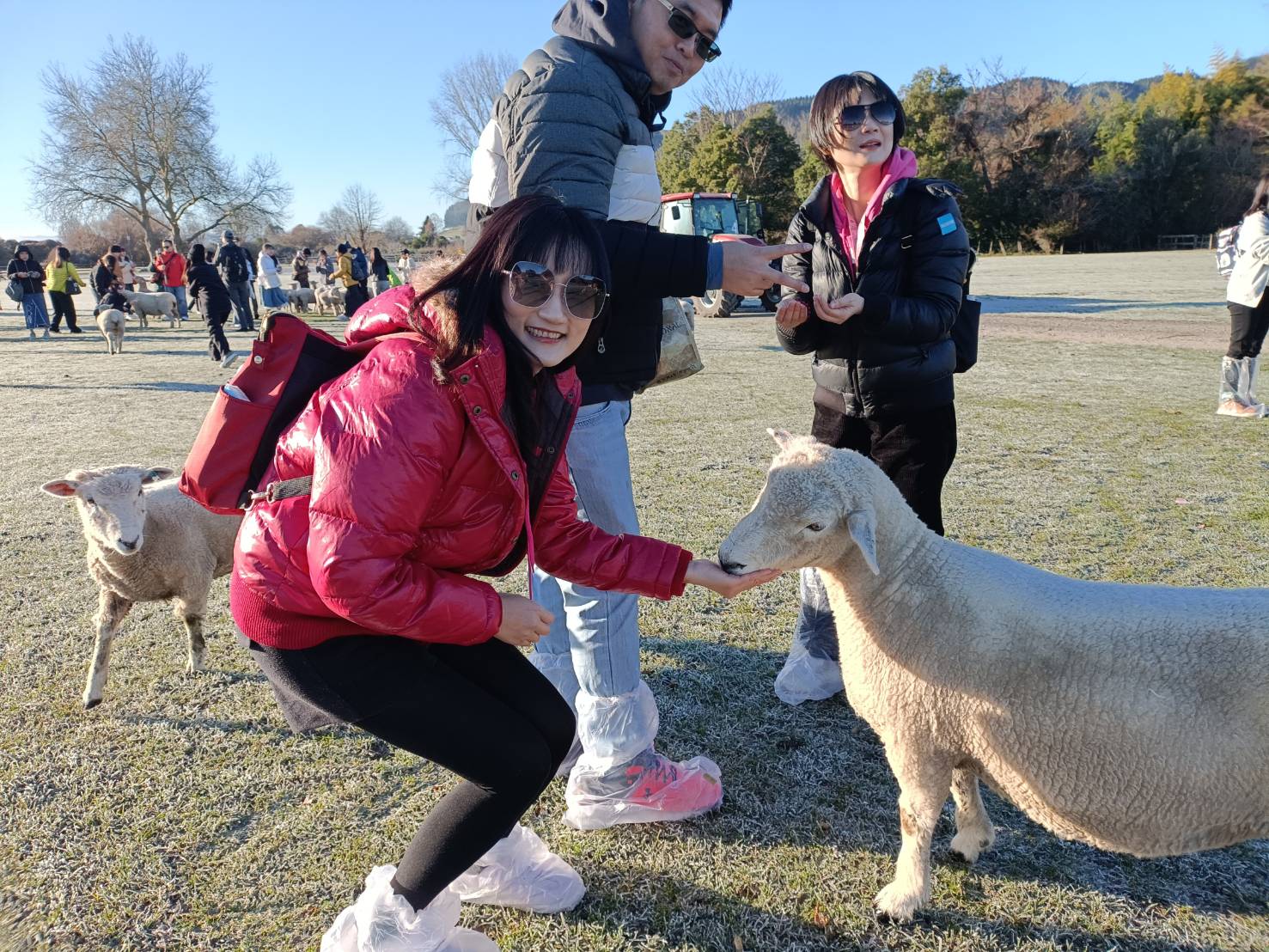 2025紐西蘭|愛歌頓皇家牧場、遊園車、奇異果園~可親手餵食、親撫摸羊咩咩、草泥馬(羊駝)，享受被包圍的幸福療癒魔法!