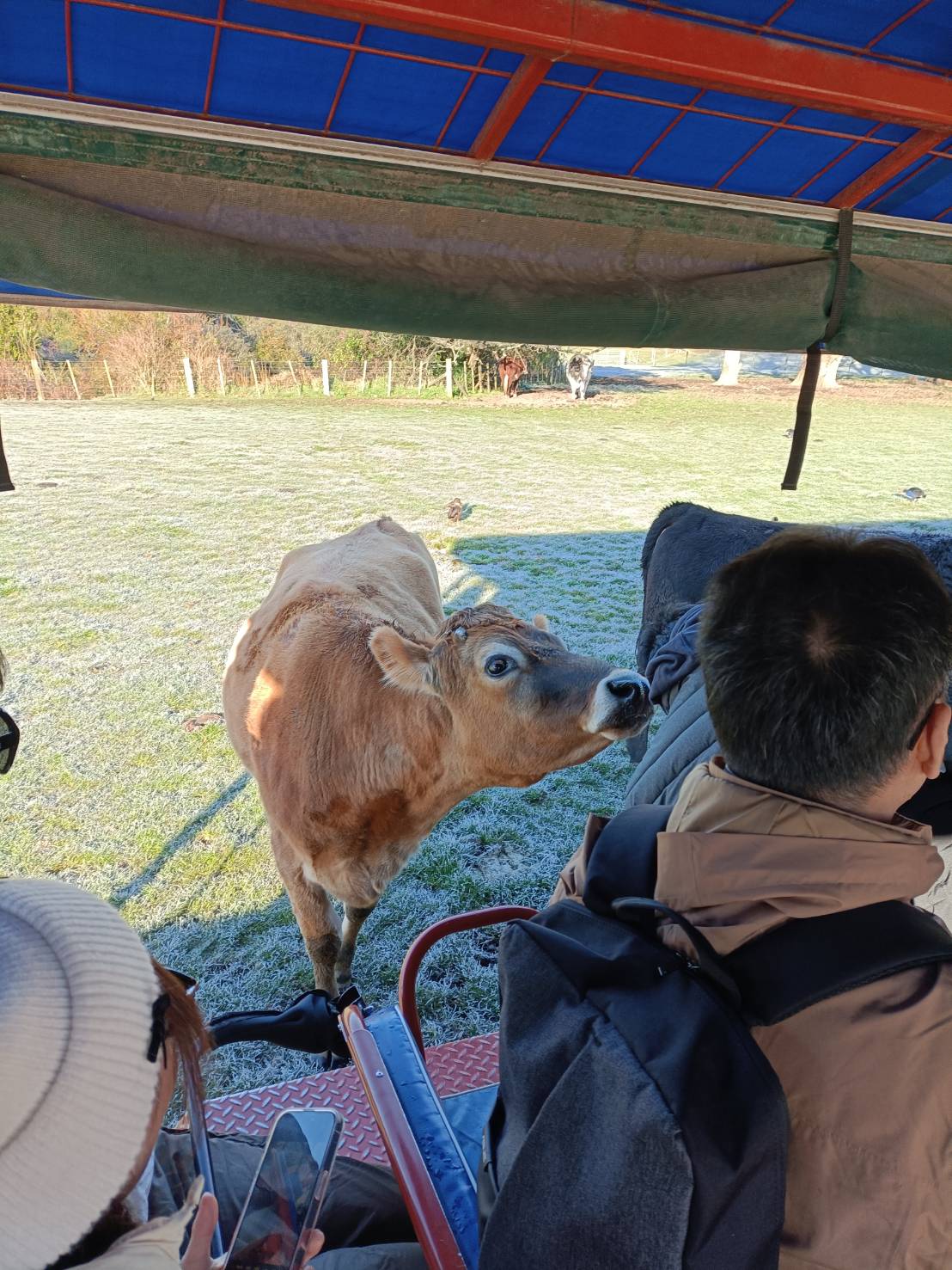 2025紐西蘭|愛歌頓皇家牧場、遊園車、奇異果園~可親手餵食、親撫摸羊咩咩、草泥馬(羊駝)，享受被包圍的幸福療癒魔法!