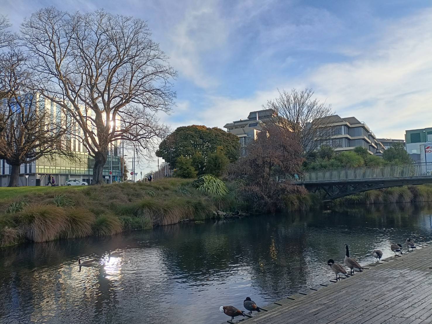 2025紐西蘭|基督城雅芳河撐篙船 Punting On The Avon、植物園 Botanic Gardens、紙教堂 Cardboard Cathedral