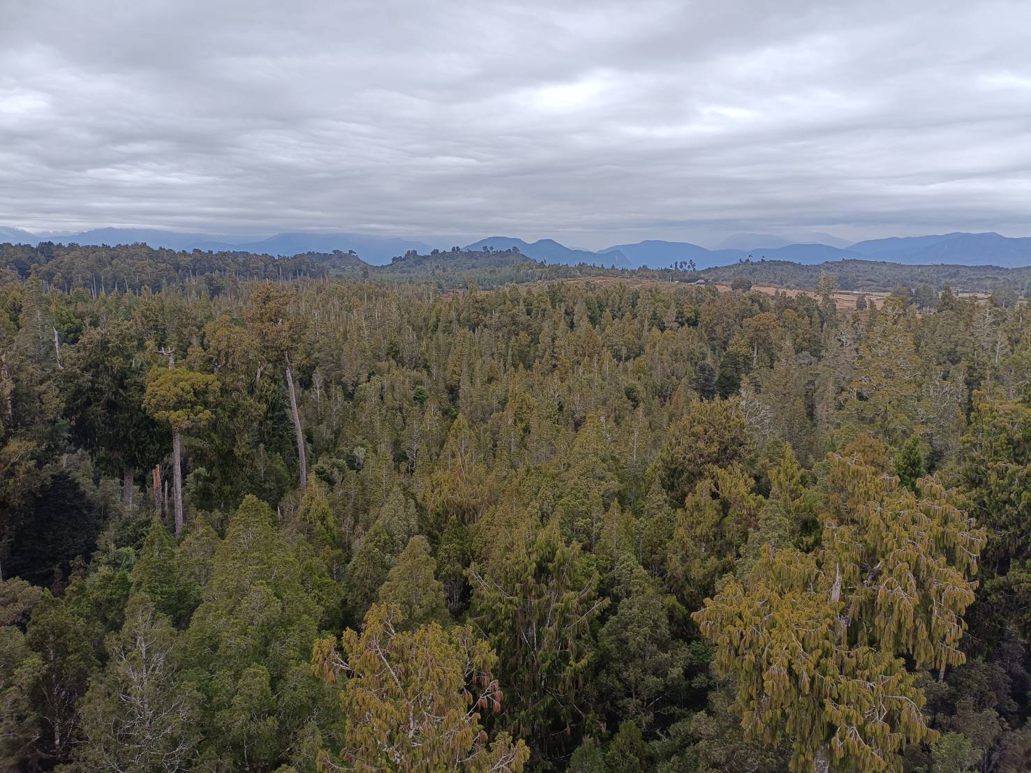 2025紐西蘭|牛奶藍河谷步道 Hokitika Gorge Walk 大自然的調色果然厲害!西海岸樹冠探索空中步道 West Coast Tree Top Walk 讓你走在樹端上!