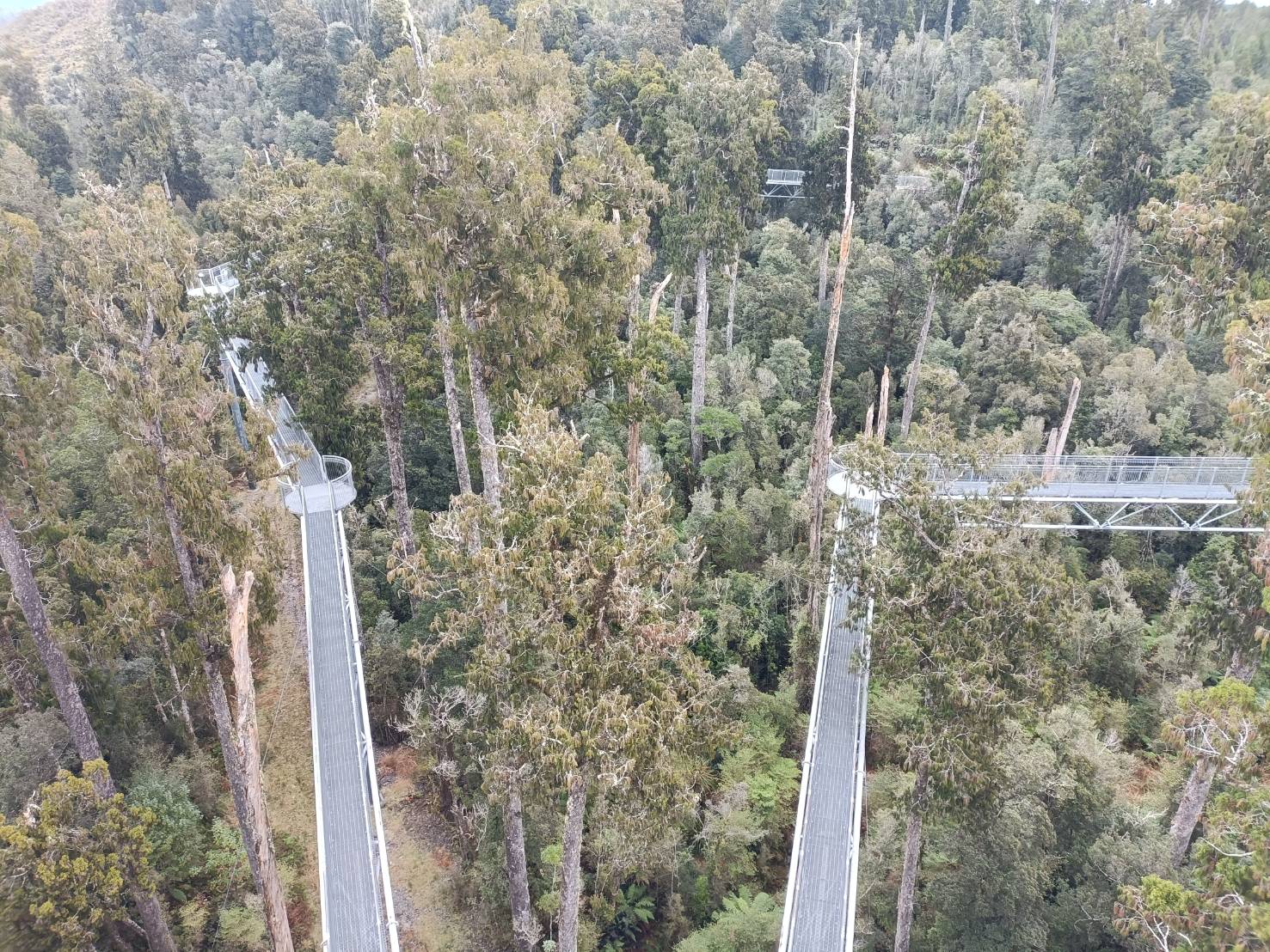 2025紐西蘭|牛奶藍河谷步道 Hokitika Gorge Walk 大自然的調色果然厲害!西海岸樹冠探索空中步道 West Coast Tree Top Walk 讓你走在樹端上!