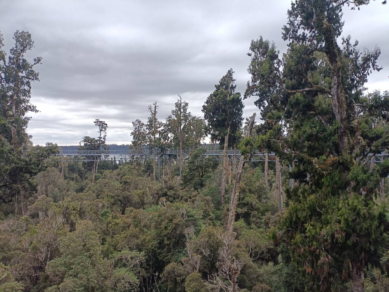 2025紐西蘭|牛奶藍河谷步道 Hokitika Gorge Walk 大自然的調色果然厲害!西海岸樹冠探索空中步道 West Coast Tree Top Walk 讓你走在樹端上!