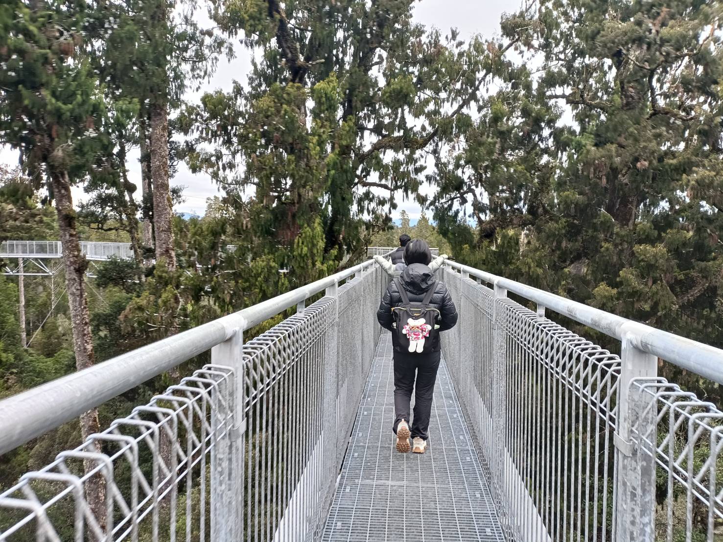 2025紐西蘭|牛奶藍河谷步道 Hokitika Gorge Walk 大自然的調色果然厲害!西海岸樹冠探索空中步道 West Coast Tree Top Walk 讓你走在樹端上!