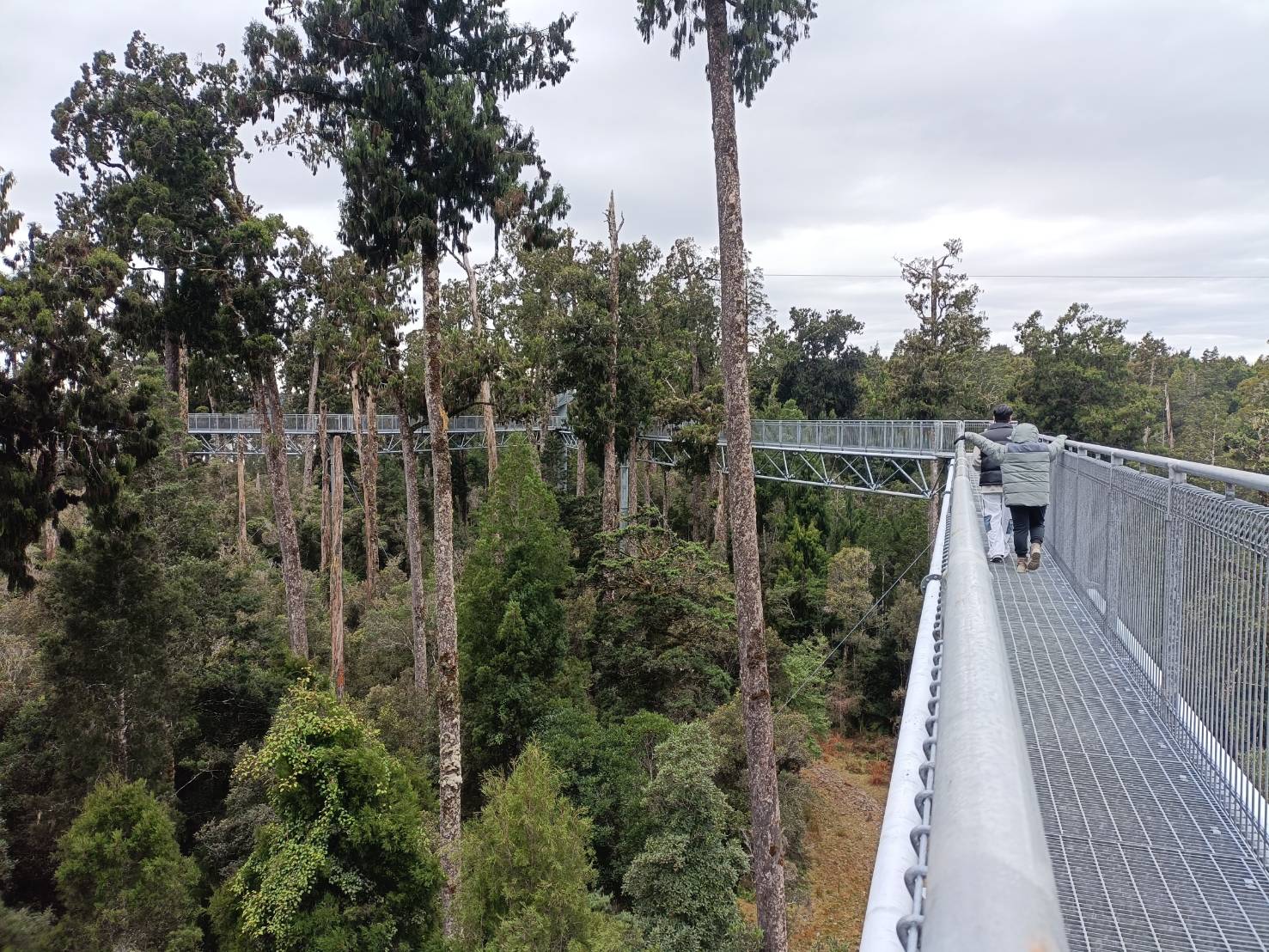 2025紐西蘭|牛奶藍河谷步道 Hokitika Gorge Walk 大自然的調色果然厲害!西海岸樹冠探索空中步道 West Coast Tree Top Walk 讓你走在樹端上!