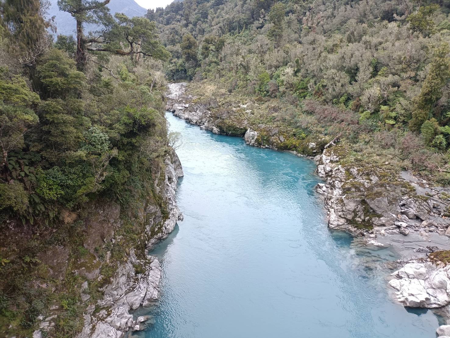 2025紐西蘭|牛奶藍河谷步道 Hokitika Gorge Walk 大自然的調色果然厲害!西海岸樹冠探索空中步道 West Coast Tree Top Walk 讓你走在樹端上!