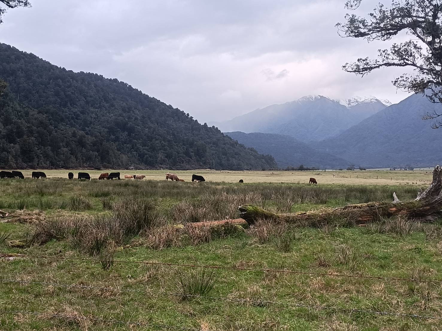 2025紐西蘭|Stumpers Bar & Cafe 霍基蒂卡 Hokitika，午餐享用美式牛排、醬烤豬肋排。下午散步馬松森湖 Lake Matheson