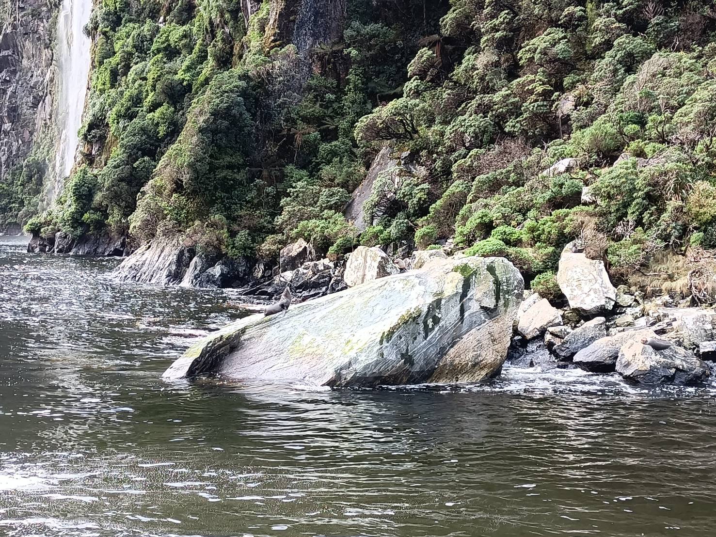 2025紐西蘭|米佛峽灣 Milford Sound/Piopiotahi~遊船海上巡航~美到無遠弗屆! - 第17張圖 2025紐西蘭|米佛峽灣 Milford Sound/Piopiotahi~遊船海上巡航~美到無遠弗屆!